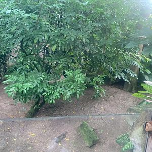 Black-rumped Agouti enclosure - Gondwanaland