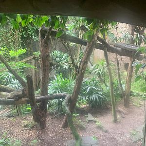 Ocelot enclosure - Gondwanaland