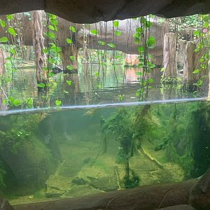 Giant Otter enclosure - Gondwanaland