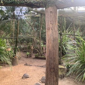 Crowned Lemur enclosure - Gondwanaland