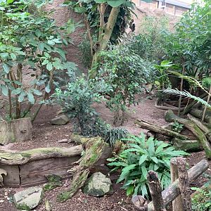 Asian Small-clawed Otter enclosure - Gondwanaland