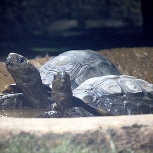 Asian Mountain Tortoises (Manouria emys ssp.)