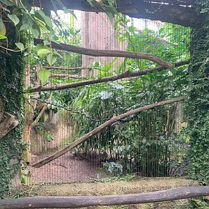 Visayan Tarctic Hornbill enclosure - Gondwanaland