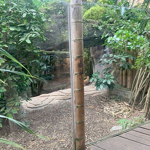 Komodo Dragon enclosure - Gondwanaland