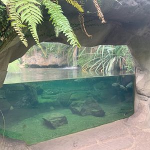 False Gharial enclosure - Gondwanaland