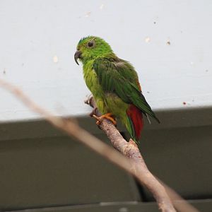 Blue-Crowned Hanging Parrot (L. galgulus)