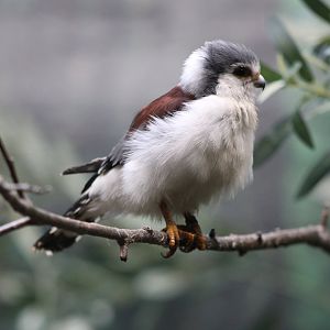 Pygmy Falcon (Polihierax semitorquatus)