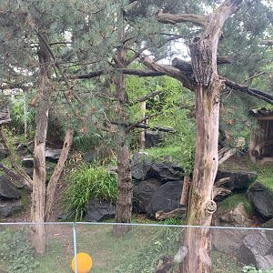 Largest Red Panda enclosure - Himalayas