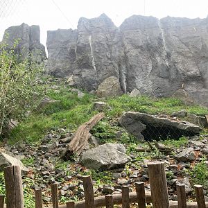 1st Snow Leopard enclosure - Himalayas