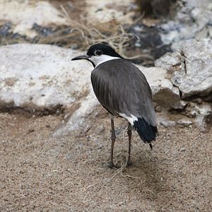 Spur-Winged Lapwing (Vanellus spinosus)