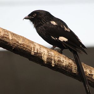 Magpie Shrike (Lanius melanoleucus)