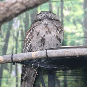 Tawny Frogmouth (Podargus strigoides)