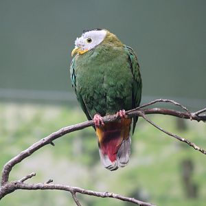 Black-Naped Fruit Dove (Ptilinopus melanospilus)