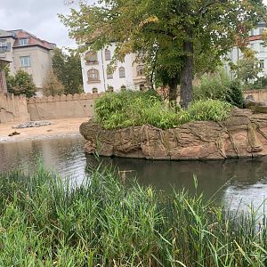Asian Elephant enclosure - Asia