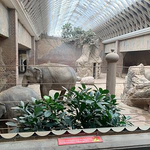Indoor Asian Elephant enclosure - Asia