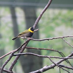 Cuban Grassquit (Phonipara canora)