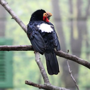 Bearded Barbet (Pogonornis dubius)