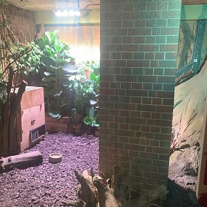 2nd Chinese Pangolin enclosure - Asia