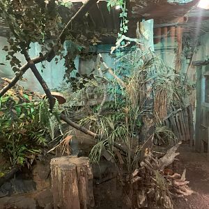 1st Chinese Pangolin enclosure - Asia