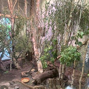 Père David's Rock Squirrel enclosure - Taiga