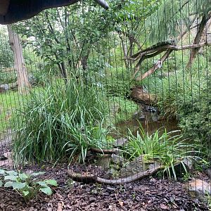 2nd Amur Leopard enclosure - Taiga