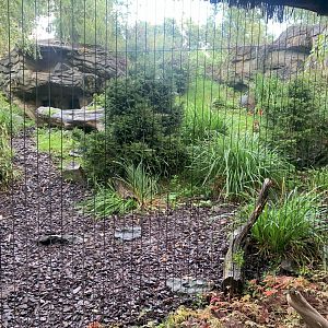 2nd Amur Leopard enclosure - Taiga