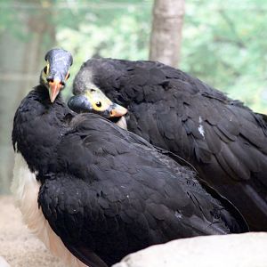 Maleo Pair (Macrocephalon maleo)