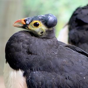 Maleo (Macrocephalon maleo)