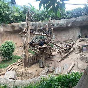 Large group Chimpanzee indoor enclosure - Pongoland