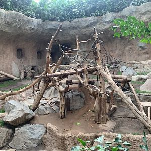Western Lowland Gorilla indoor enclosure - Pongoland