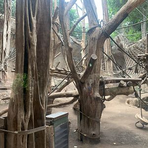 Bonobo indoor enclosure - Pongoland