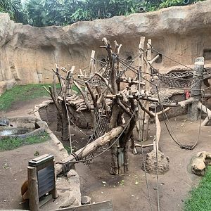 Sumatran Orangutan indoor enclosure - Pongoland