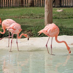American Flamingos (Phoenicopterus ruber)