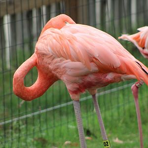 American Flamingo (Phoenicopterus ruber)