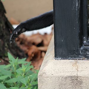 “Reaching Out” (C. diana)