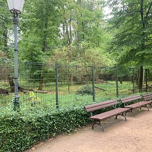 1st Siberian Musk Deer enclosure - Africa