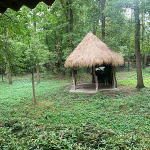 Largest Okapi enclosure - Africa