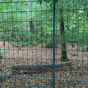 2nd Siberian Musk Deer enclosure - Africa