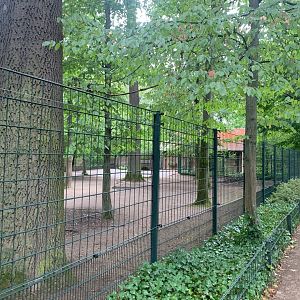 Burmese Brow-antlered Deer enclosure - Africa
