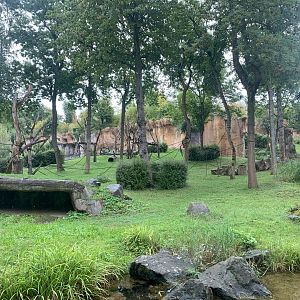 Bonobo outdoor enclosure - Pongoland