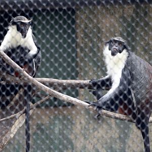 Diana Monkeys (Cercopithecus diana)