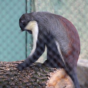 Diana Monkey (Cercopithecus diana)