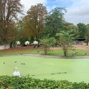 Przewalski's Horse enclosure and Pelican pond - Asia