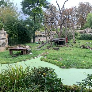 1st Sloth Bear enclosure - Asia