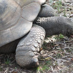 Aldabra Giant Tortoise (Aldabrachelys gigantea)