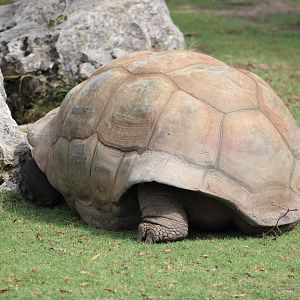 Aldabra Giant Tortoise (Aldabrachelys gigantea)