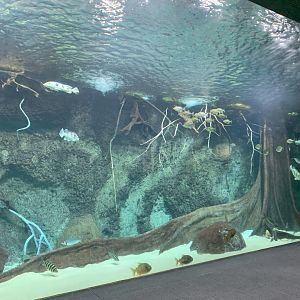 Panorama Becken - Aquarium