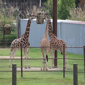“Reticulated” Giraffes (Giraffa sp.)