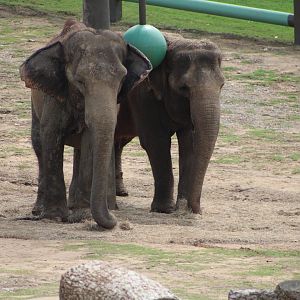 Asian Elephants (Elephas maximus)
