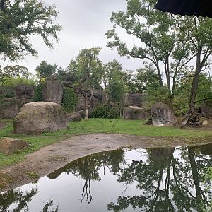 Eastern Black Rhinoceros and South African Cheetah forested enclosure - Africa